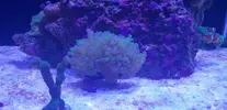 [TodoMarino.com] Mi primer acuario marino