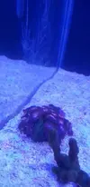 [TodoMarino.com] Mi primer acuario marino