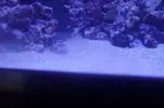 [TodoMarino.com] Nuevo acuario 250L Novato