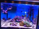 [TodoMarino.com] Mini Reef