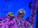[TodoMarino.com] Mini Reef