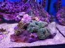 [TodoMarino.com] Mini Reef