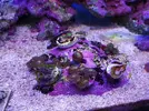 [TodoMarino.com] Mini Reef