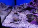 [TodoMarino.com] Mini Reef