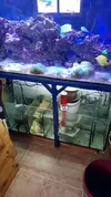 [TodoMarino.com] Vendo acuario 480l por Desmonte - cordoba