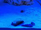 [TodoMarino.com] Ventino's reef