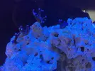 [TodoMarino.com] Ventino's reef