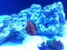 [TodoMarino.com] Ventino's reef