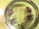 [TodoMarino.com] Ventino's reef