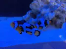[TodoMarino.com] Ventino's reef