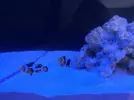 [TodoMarino.com] Ventino's reef