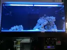 [TodoMarino.com] Ventino's reef