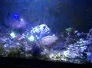 [TodoMarino.com] ¿Tu pez favorito del acuario?