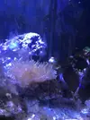 [TodoMarino.com] ¿Tu pez favorito del acuario?