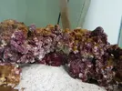 [TodoMarino.com] Acuario en general y opiniones sobre que hacer