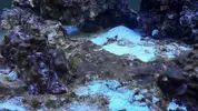 [TodoMarino.com] Acuario en general y opiniones sobre que hacer