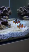 [TodoMarino.com] Acuario en general y opiniones sobre que hacer