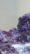 [TodoMarino.com] Acuario en general y opiniones sobre que hacer