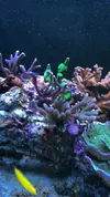 [TodoMarino.com] RED SEA MAX 250