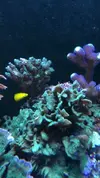 [TodoMarino.com] RED SEA MAX 250