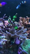 [TodoMarino.com] RED SEA MAX 250