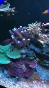 [TodoMarino.com] RED SEA MAX 250