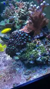 [TodoMarino.com] RED SEA MAX 250