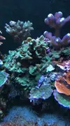 [TodoMarino.com] RED SEA MAX 250
