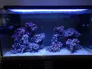 [TodoMarino.com] Nuevo acuario 250L Novato