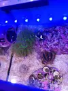 [TodoMarino.com] Mini Reef