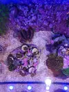 [TodoMarino.com] Mini Reef