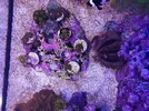 [TodoMarino.com] Mini Reef