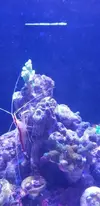 [TodoMarino.com] gamba lysmata