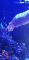 [TodoMarino.com] gamba lysmata