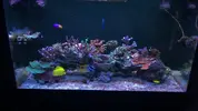 [TodoMarino.com] Alga chaeto en red sea Max?