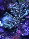 [TodoMarino.com] Piezas montipora verde XL - Rivas Vaciamadrid (Madrid)