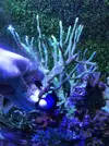 [TodoMarino.com] Piezas montipora verde XL - Rivas Vaciamadrid (Madrid)