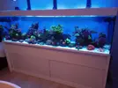 [TodoMarino.com] Acuario completo 600l funcionando - Girona (reservado)