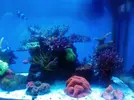 [TodoMarino.com] Acuario completo 600l funcionando - Girona (reservado)