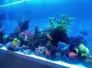 [TodoMarino.com] Acuario completo 600l funcionando - Girona (reservado)