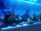[TodoMarino.com] Acuario completo 600l funcionando - Girona (reservado)