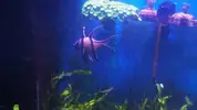[TodoMarino.com] Vendo Pterapogon Kauderni - Madrid