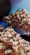 [TodoMarino.com] Vendo acuario 480l por Desmonte - cordoba
