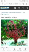 [TodoMarino.com] Compro alga botryocladia uvaria