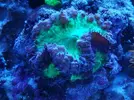 [TodoMarino.com] Ventino's reef