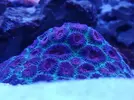 [TodoMarino.com] Ventino's reef
