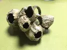 [TodoMarino.com] Ventino's reef