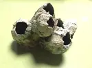[TodoMarino.com] Ventino's reef