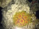 [TodoMarino.com] Ventino's reef