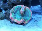 [TodoMarino.com] Ventino's reef